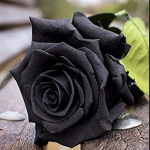 Black Halfeti Rose Seeds - Perennial Flower Seeds - 30 Seeds - Rare & Exotic - Image 3