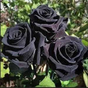 Black Halfeti Rose Seeds - Perennial Flower Seeds - 30 Seeds - Rare & Exotic - Image 4