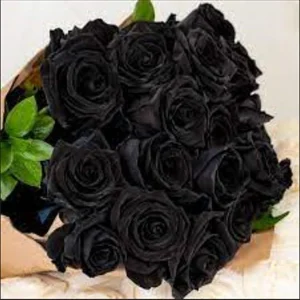 Black Halfeti Rose Seeds - Perennial Flower Seeds - 30 Seeds - Rare & Exotic - Image 5