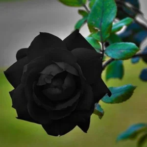 Black Halfeti Rose Seeds - Perennial Flower Seeds - 30 Seeds - Rare & Exotic - Image 7