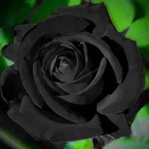Black Halfeti Rose Seeds - Perennial Flower Seeds - 30 Seeds - Rare & Exotic - Image 8