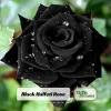 Black Halfeti Rose Seeds - Perennial Flower Seeds - 30 Seeds - Rare & Exotic - Image 1