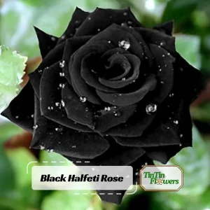 Black Halfeti Rose Seeds - Perennial Flower Seeds - 30 Seeds - Rare & Exotic - Image 1