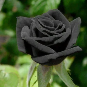 Black Halfeti Rose Seeds - Perennial Flower Seeds - 30 Seeds - Rare & Exotic - Image 9