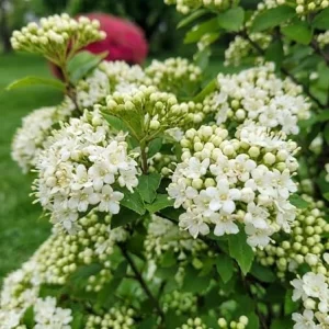 Black Haw Viburnum Live Shrub 6-12 Inch Tall, Fragrant White Flowers, Outdoor - Image 2