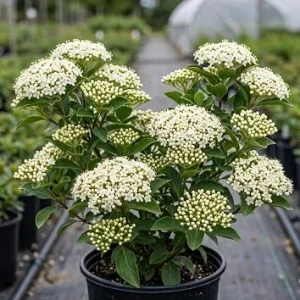 Black Haw Viburnum Live Shrub Plant 6-12 Inch Tall in 4 Inch Pot - Fragrant White Flowers, Outdoor - Image 1
