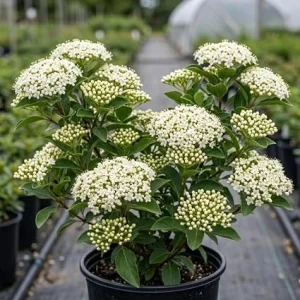 Black Haw Viburnum Live Shrub Plant 6-12 Inch Tall in 4 Inch Pot - Fragrant White Flowers, Outdoor - Image 3