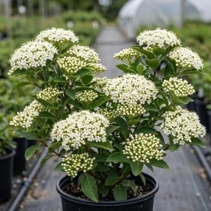 Black Haw Viburnum Live Shrub Plant 6-12 Inch Tall in 4 Inch Pot - Fragrant White Flowers, Outdoor - Image 4