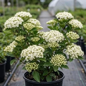 Black Haw Viburnum Live Shrub Plant 6-12 Inch Tall in 4 Inch Pot - Fragrant White Flowers, Outdoor - Image 5