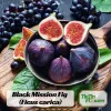 Black Mission Fig Seeds – Ficus Carica – Sweet Edible Figs – 25 Seeds - Image 1