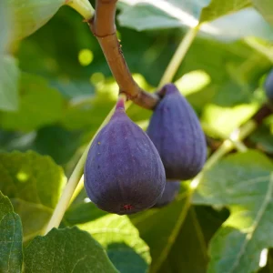 Black Mission Fig Seeds – Ficus Carica – Sweet Edible Figs – 25 Seeds - Image 2
