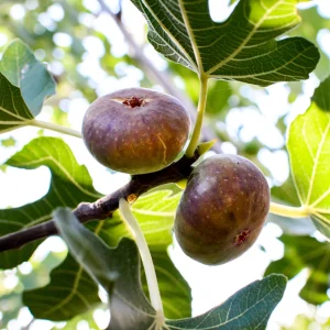 Black Mission Fig Seeds – Ficus Carica – Sweet Edible Figs – 25 Seeds - Image 5