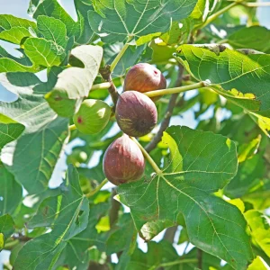 Black Mission Fig Seeds – Ficus Carica – Sweet Edible Figs – 25 Seeds - Image 6