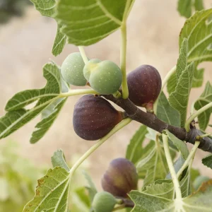 Black Mission Fig Seeds – Ficus Carica – Sweet Edible Figs – 25 Seeds - Image 8
