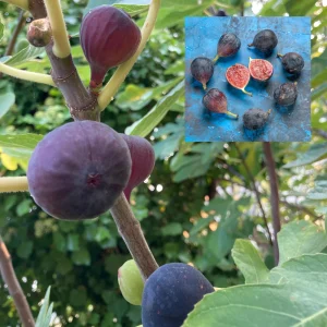 Black Mission Fig Seeds – Ficus Carica – Sweet Edible Figs – 25 Seeds - Image 9