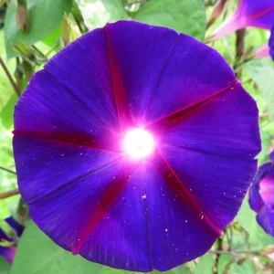 Black Morning Glory Seeds - Ipomoea Purpurea - Deep Purple Annual Vine - 30 Seeds - Image 10