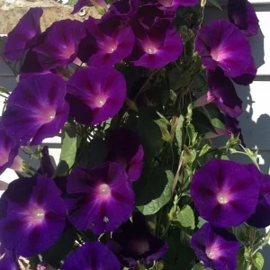 Black Morning Glory Seeds - Ipomoea Purpurea - Deep Purple Annual Vine - 30 Seeds - Image 11