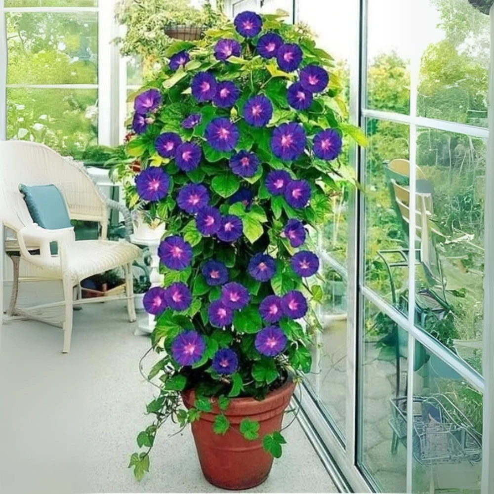 Black Morning Glory Seeds - Ipomoea Purpurea - Deep Purple Annual Vine - 30 Seeds - Image 12