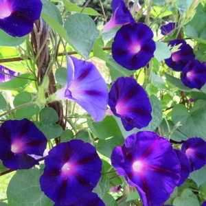 Black Morning Glory Seeds - Ipomoea Purpurea - Deep Purple Annual Vine - 30 Seeds - Image 13