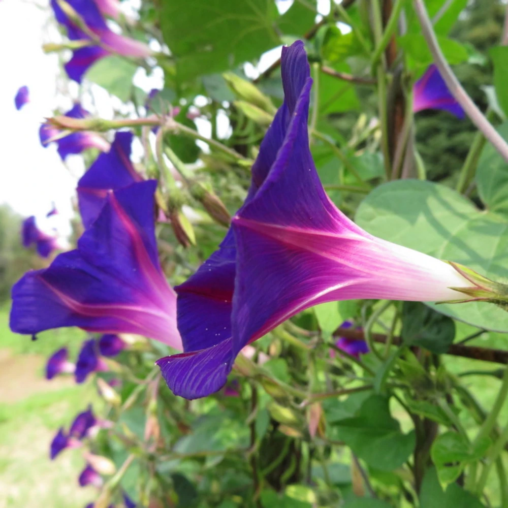Black Morning Glory Seeds - Ipomoea Purpurea - Deep Purple Annual Vine - 30 Seeds - Image 14