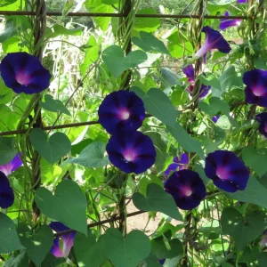 Black Morning Glory Seeds - Ipomoea Purpurea - Deep Purple Annual Vine - 30 Seeds - Image 15