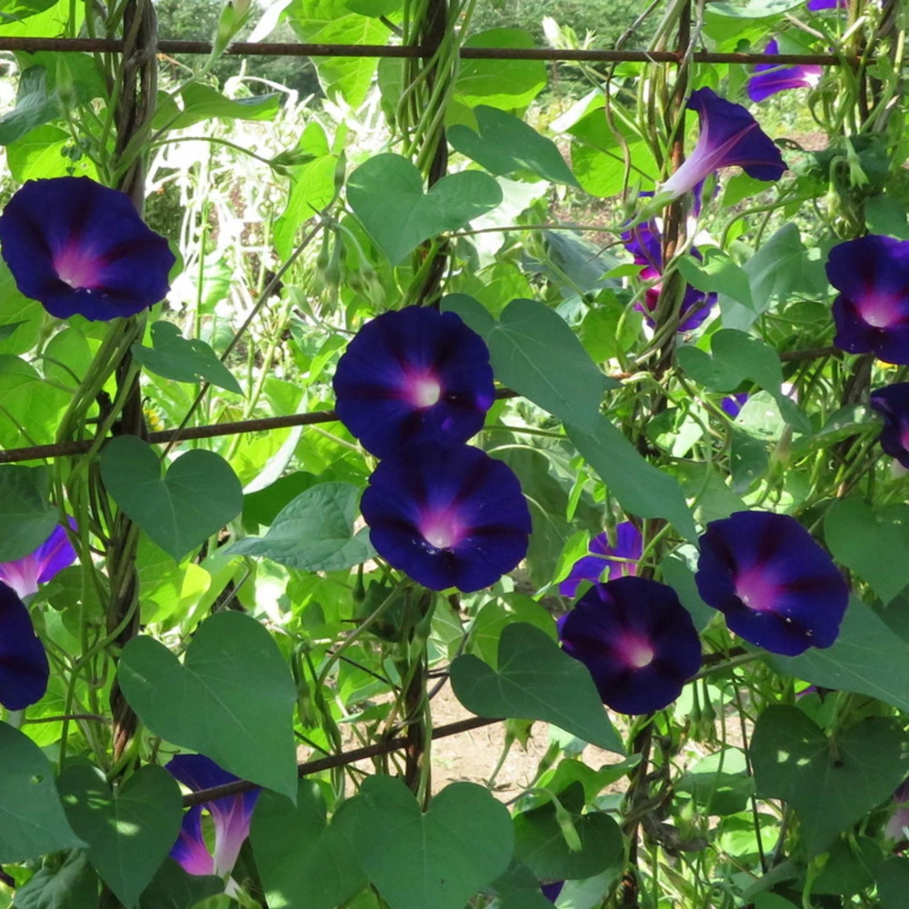 Black Morning Glory Seeds - Ipomoea Purpurea - Deep Purple Annual Vine - 30 Seeds - Image 15