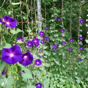 Black Morning Glory Seeds - Ipomoea Purpurea - Deep Purple Annual Vine - 30 Seeds - Image 16