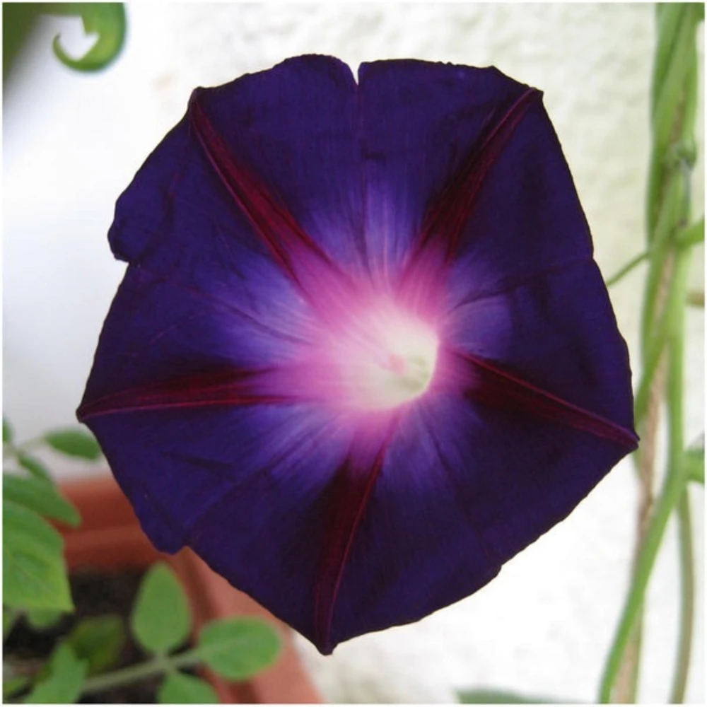 Black Morning Glory Seeds - Ipomoea Purpurea - Deep Purple Annual Vine - 30 Seeds - Image 2