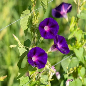 Black Morning Glory Seeds - Ipomoea Purpurea - Deep Purple Annual Vine - 30 Seeds - Image 3