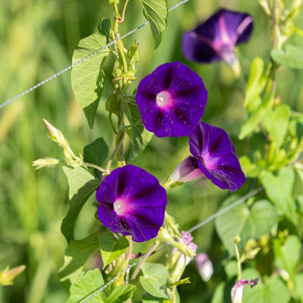 Black Morning Glory Seeds - Ipomoea Purpurea - Deep Purple Annual Vine - 30 Seeds - Image 3