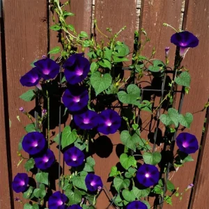 Black Morning Glory Seeds - Ipomoea Purpurea - Deep Purple Annual Vine - 30 Seeds - Image 4