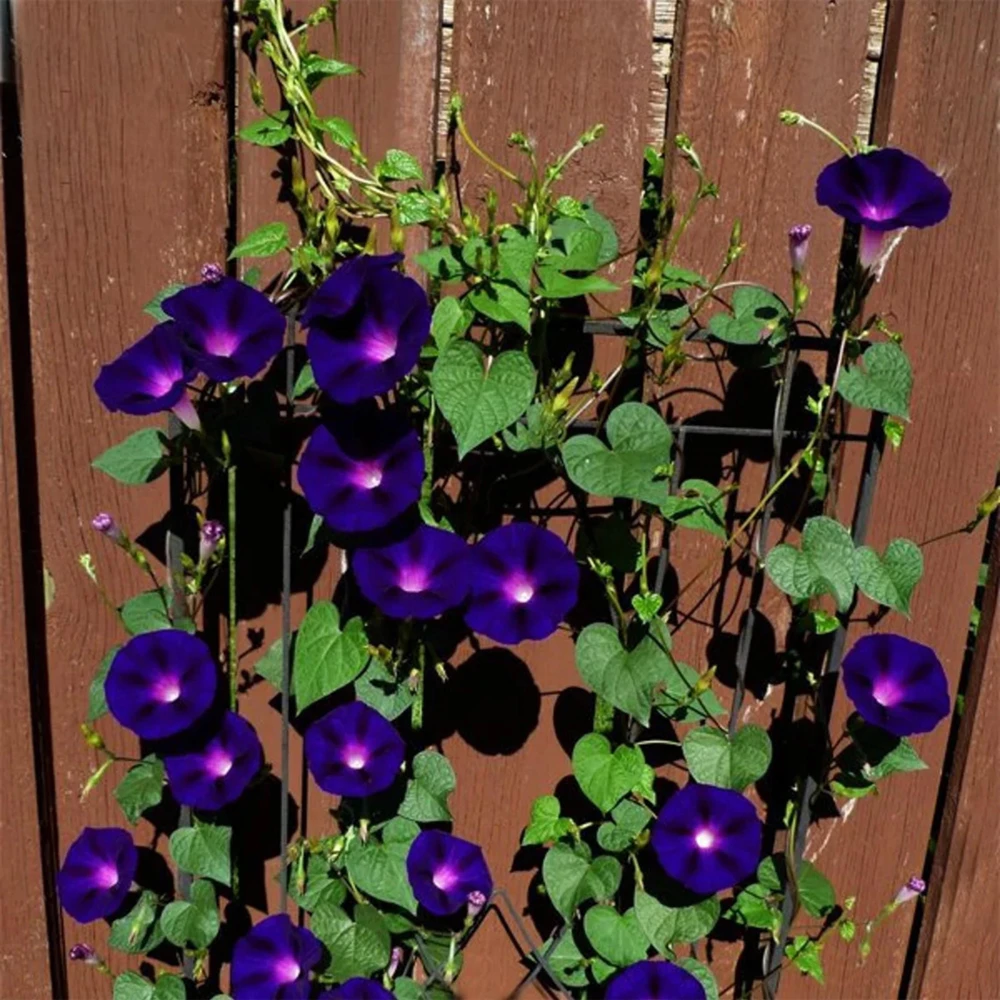 Black Morning Glory Seeds - Ipomoea Purpurea - Deep Purple Annual Vine - 30 Seeds - Image 4