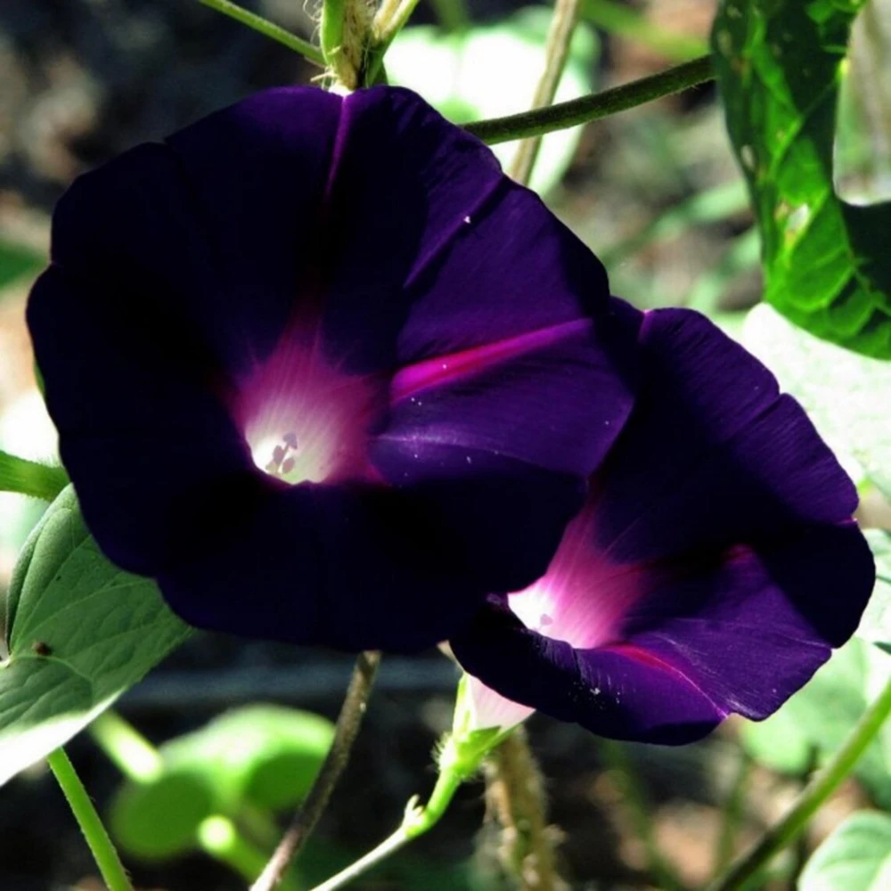 Black Morning Glory Seeds - Ipomoea Purpurea - Deep Purple Annual Vine - 30 Seeds - Image 5