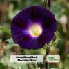 Black Morning Glory Seeds - Ipomoea Purpurea - Deep Purple Annual Vine - 30 Seeds - Image 1