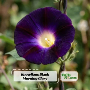Black Morning Glory Seeds - Ipomoea Purpurea - Deep Purple Annual Vine - 30 Seeds - Image 1