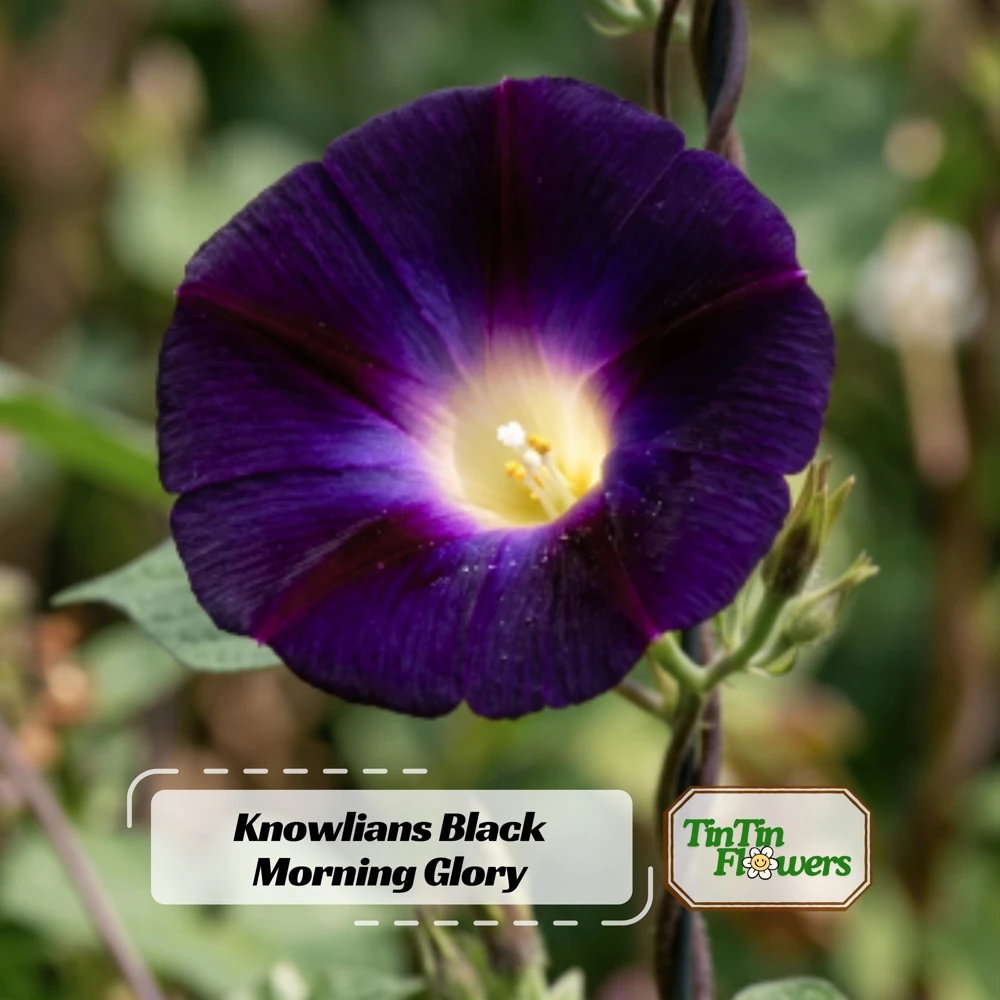 Black Morning Glory Seeds - Ipomoea Purpurea - Deep Purple Annual Vine - 30 Seeds - Image 1
