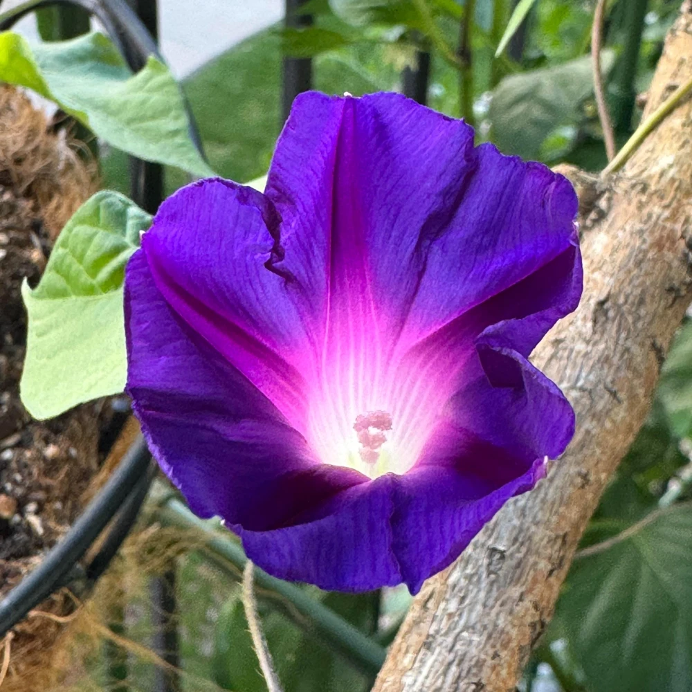 Black Morning Glory Seeds - Ipomoea Purpurea - Deep Purple Annual Vine - 30 Seeds - Image 6
