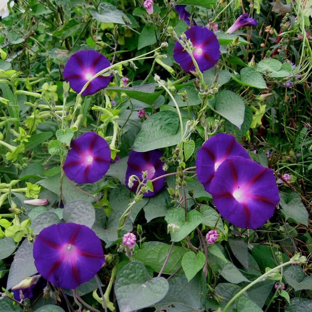 Black Morning Glory Seeds - Ipomoea Purpurea - Deep Purple Annual Vine - 30 Seeds - Image 7