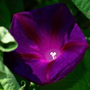 Black Morning Glory Seeds - Ipomoea Purpurea - Deep Purple Annual Vine - 30 Seeds - Image 8