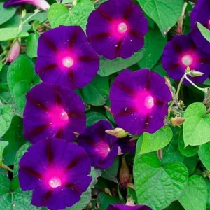 Black Morning Glory Seeds - Ipomoea Purpurea - Deep Purple Annual Vine - 30 Seeds - Image 9