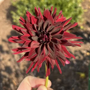 Black Narcissus Dahlia Seeds - 40 Pollinator-Friendly Flower Seeds - Image 10