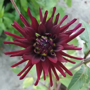 Black Narcissus Dahlia Seeds - 40 Pollinator-Friendly Flower Seeds - Image 11