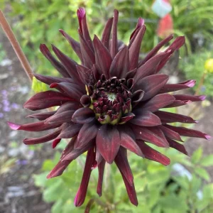 Black Narcissus Dahlia Seeds - 40 Pollinator-Friendly Flower Seeds - Image 12