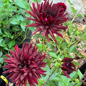 Black Narcissus Dahlia Seeds - 40 Pollinator-Friendly Flower Seeds - Image 13