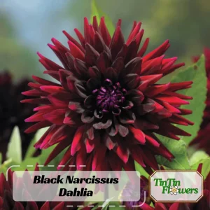 Black Narcissus Dahlia Seeds - 40 Pollinator-Friendly Flower Seeds - Image 2