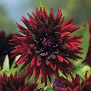Black Narcissus Dahlia Seeds - 40 Pollinator-Friendly Flower Seeds - Image 3