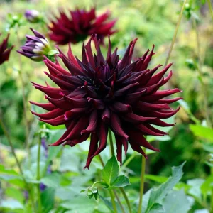 Black Narcissus Dahlia Seeds - 40 Pollinator-Friendly Flower Seeds - Image 4