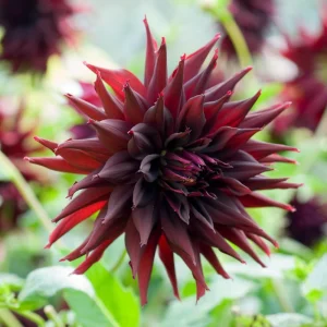 Black Narcissus Dahlia Seeds - 40 Pollinator-Friendly Flower Seeds - Image 6