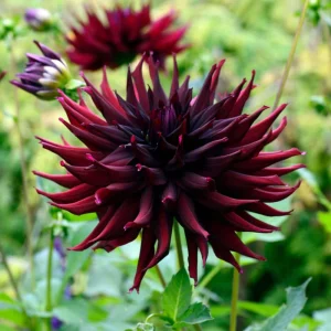 Black Narcissus Dahlia Seeds - 40 Pollinator-Friendly Flower Seeds - Image 7