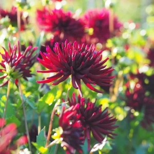 Black Narcissus Dahlia Seeds - 40 Pollinator-Friendly Flower Seeds - Image 8